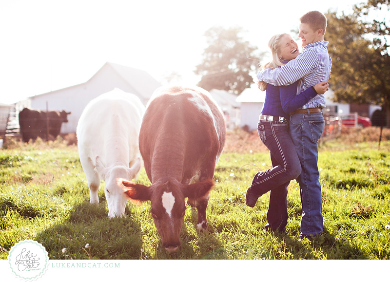 shorthorn cattle engagement session
