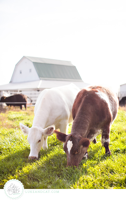 shorthorn cattle